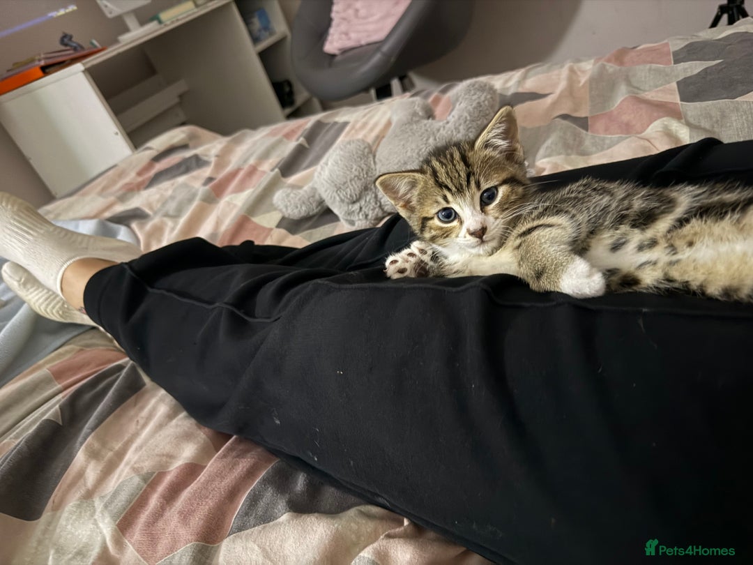 Bengal cats for sale: Puds the bengal kitten - Advert 8