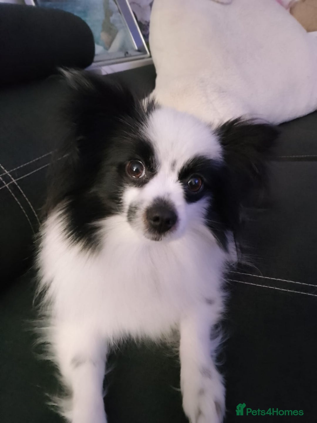 Mixed Breed dogs for sale: Papillon x pomeranian  - Image 2