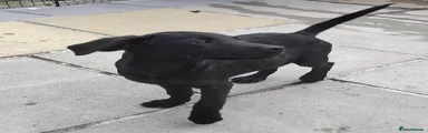Labrador Retriever 1