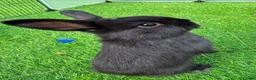 Mini Lop rabbits for sale: Mini lops - Advert 3