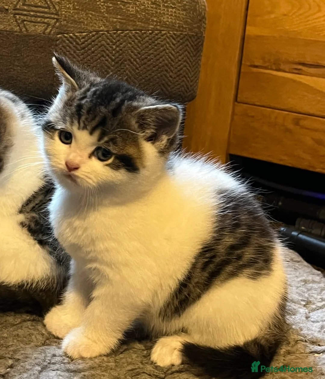 British Shorthair cats for sale: British shorthair mixed kittens - Advert 6