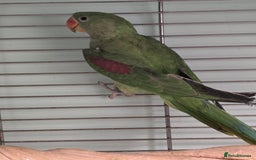 Parakeets birds for sale: Mixed birds, Alexandrines, Conures, Derbyan, etc!! - Image 4
