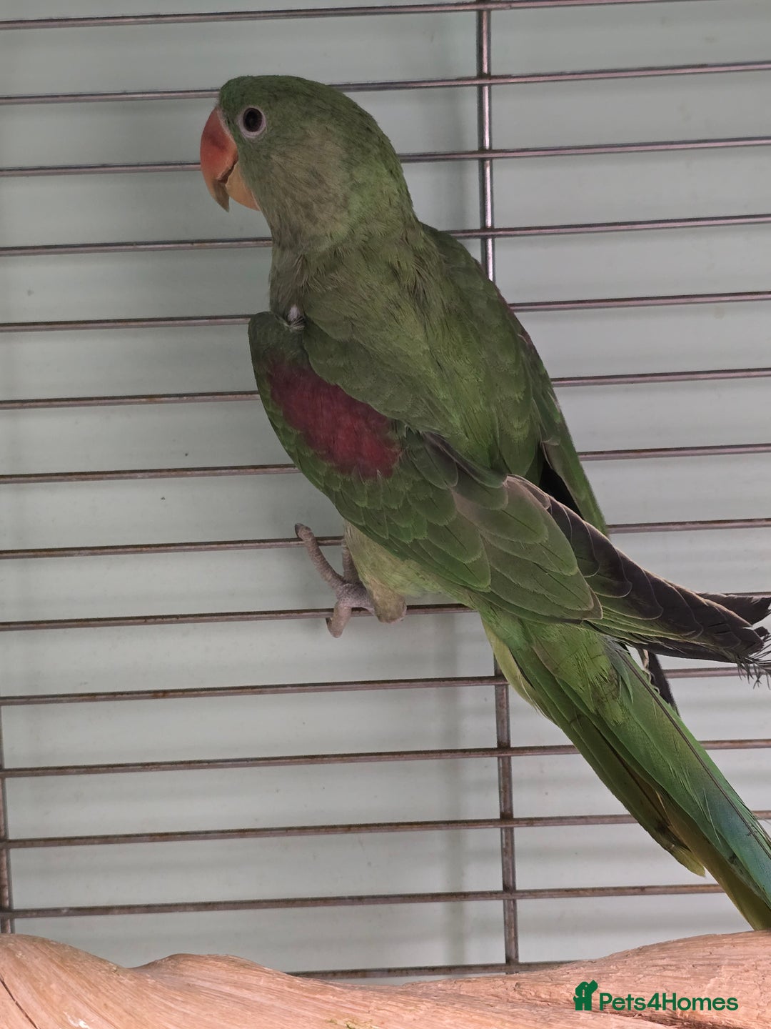 Parakeets birds for sale: Mixed birds, Alexandrines, Conures, Derbyan, etc!! - Image 4