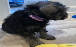 Miniature Schnauzer dogs for sale: Miniature Schnauzer Puppies-  - Image 16