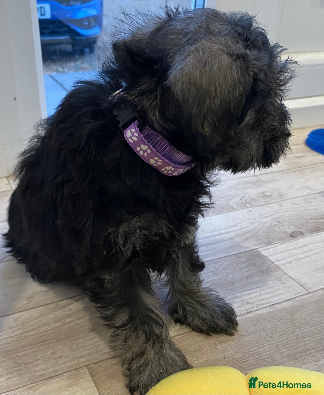 Miniature Schnauzer dogs for sale: Miniature Schnauzer Puppies-  - Image 16