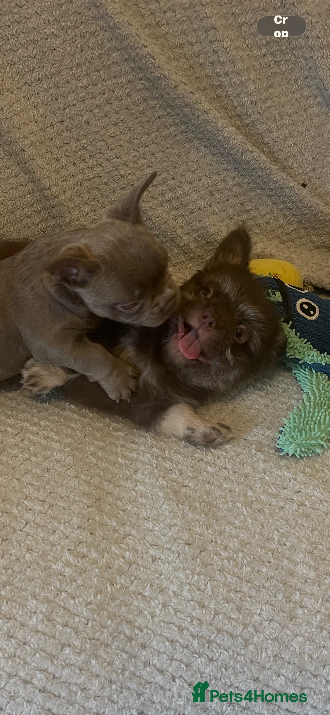 French Bulldog dogs for sale: Teddy bear floodle pink in Manchester - Advert 4