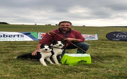 Border Collie dogs for sale: 17 month Border Collie  - Image 8