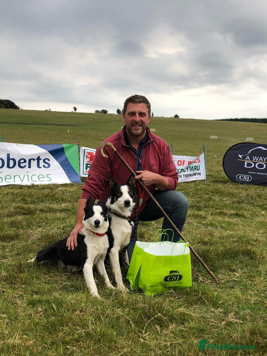 Border Collie dogs for sale: 17 month Border Collie  - Image 8
