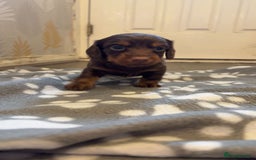 Dachshund dogs for sale: Long haired dachshund  - Image 8
