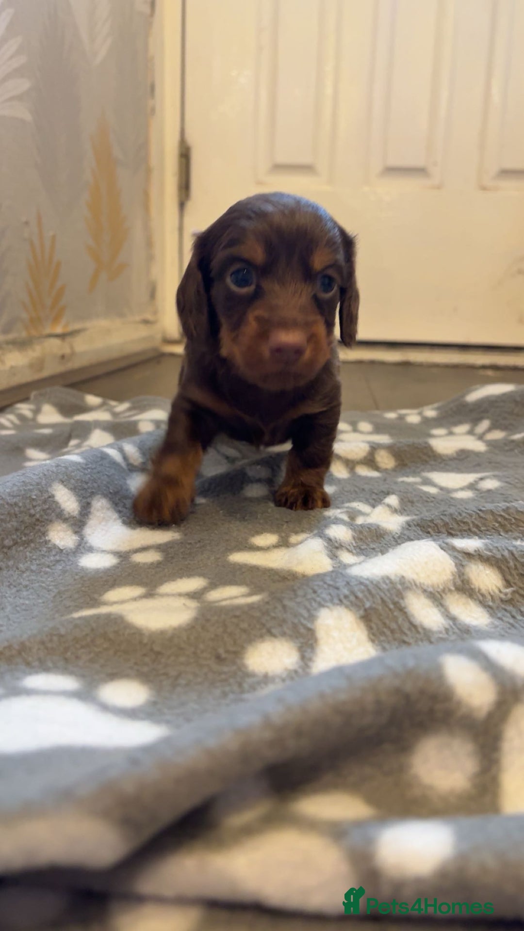 Dachshund dogs for sale: Long haired dachshund  - Image 8