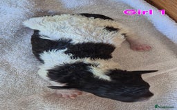 Standard Poodle dogs for sale: KC Reg Chocolate parti Standard Poodle puppies - Image 3