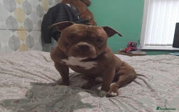 American Bully dogs for sale: Pocket bully  - Advert 3