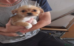 Mixed Breed dogs for sale: Chihuahua/lhaso apso pups long haired - Image 4
