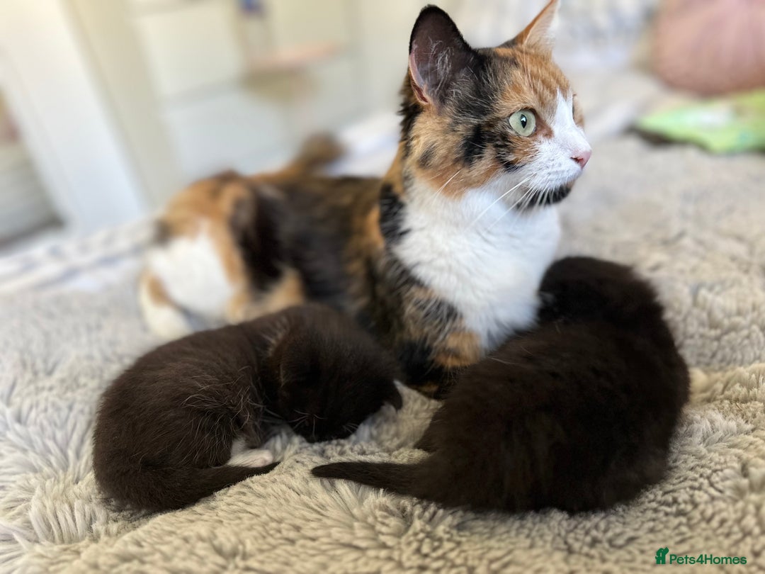 Domestic Shorthair cats for sale: ✨ Black & White Kittens Ready for Their New Home ✨ - Image 1