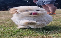 Maltipoo dogs for sale: Korean x toy maltipoo LAST BOY available  - Image 13