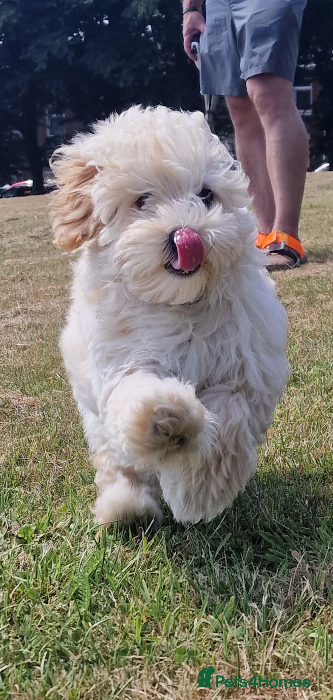 Maltipoo dogs for sale: Korean x toy maltipoo LAST BOY available  - Image 13