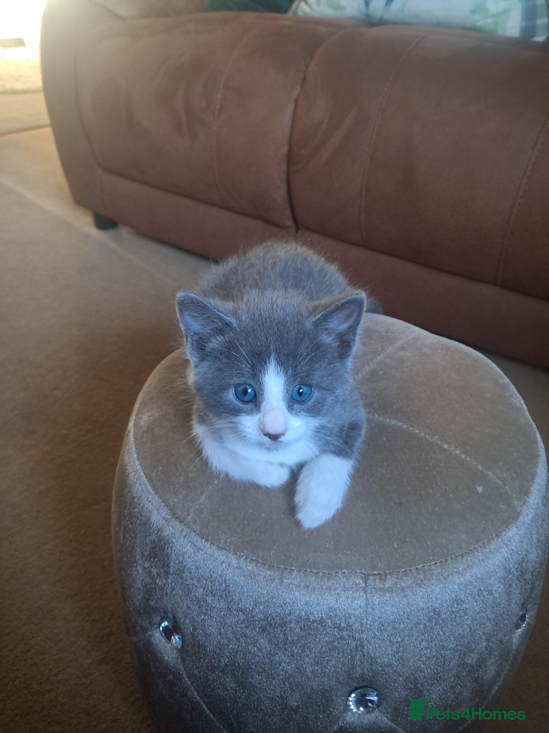 Mixed Breed cats for sale: 2 BEAUTIFUL BOY KITTENS AVAILABLE  - Image 8