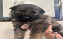 German Shepherd dogs for sale: German Shepherds by Shawhhead Shepherds  - Image 7