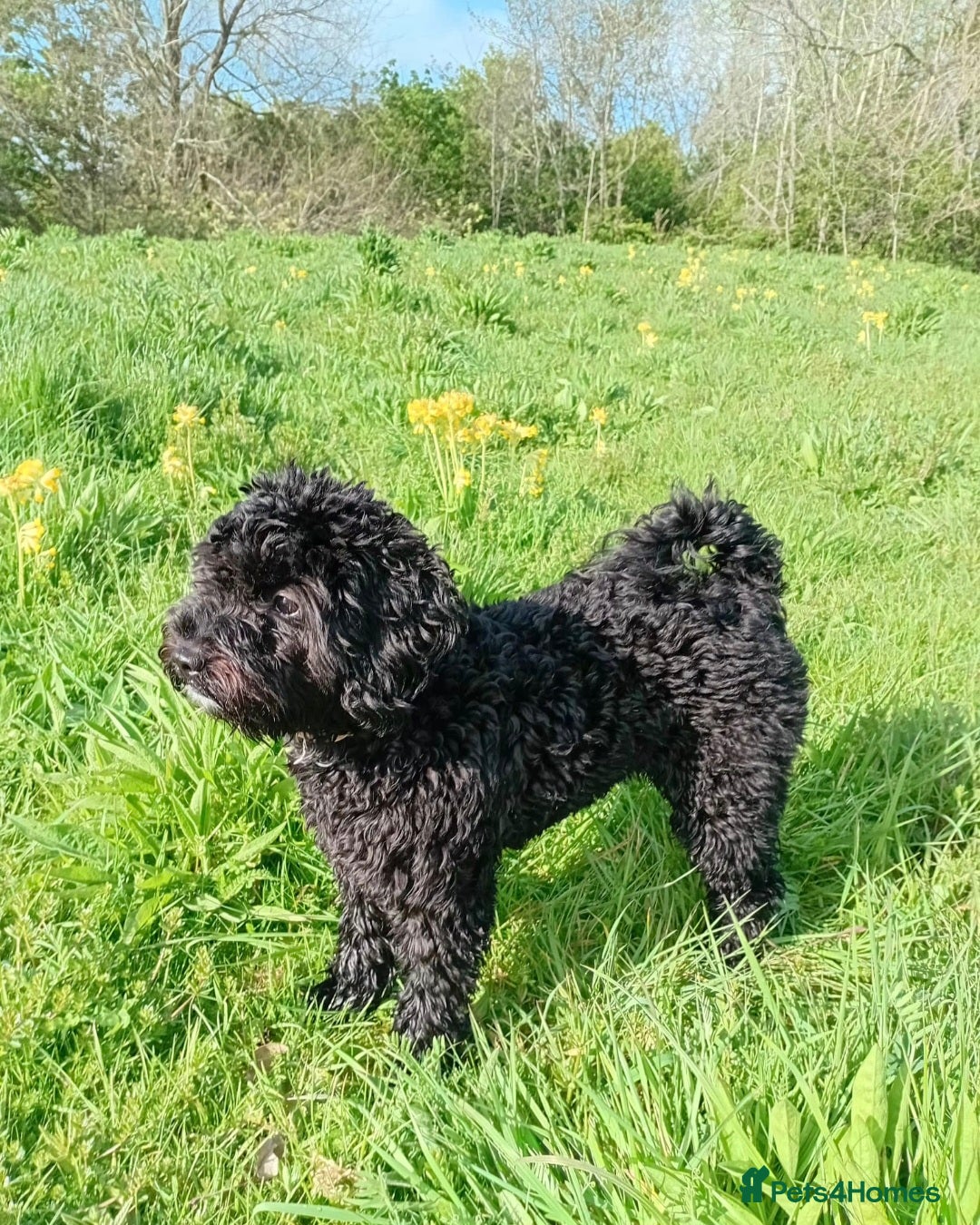 Cockapoo dogs Cockapoo Minature - Advert 1