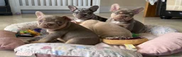 French Bulldog dogs for sale: TOP QUALITY FRENCH BULLDOG PUPPIES - Advert 10