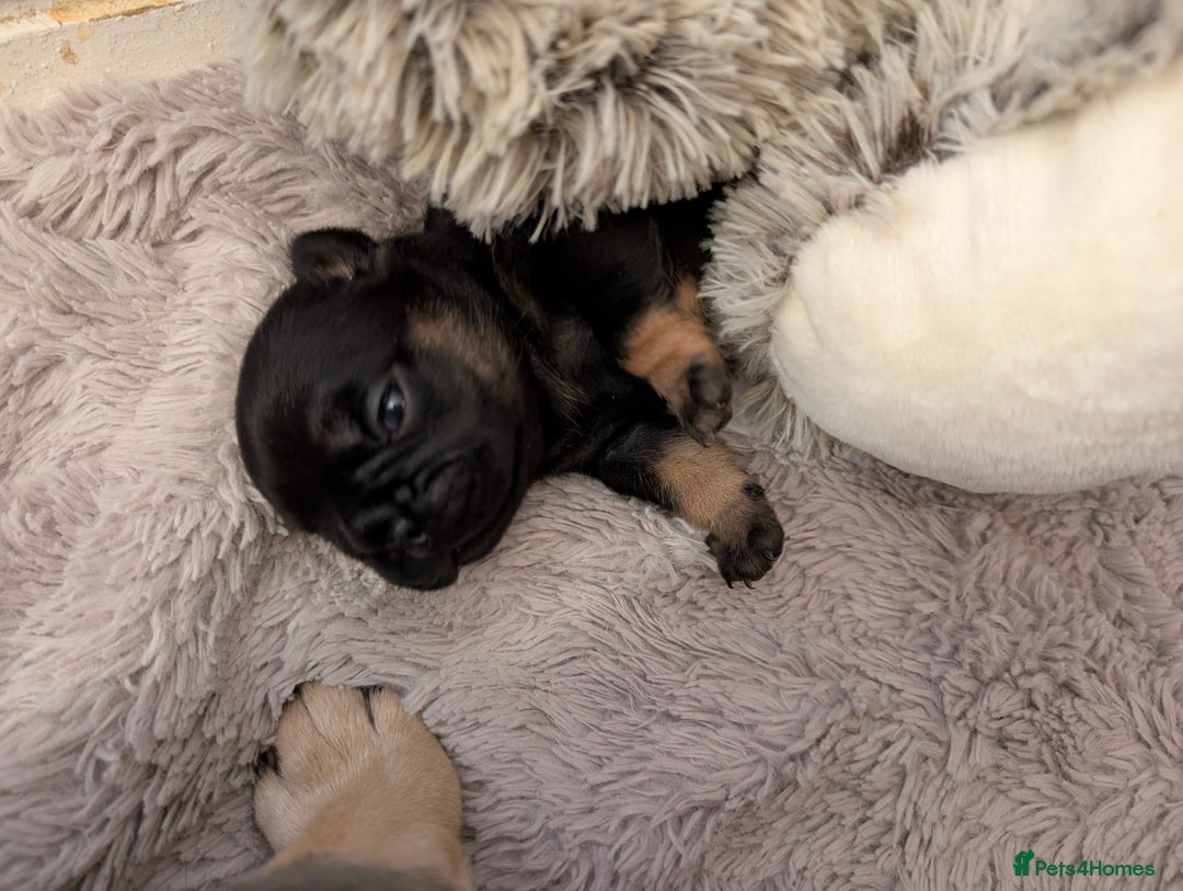 French Bulldog dogs for sale: Stunning Red fawn black & tan KC reg frenchie pups - Image 22