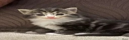 Mixed Breed cats for sale: Maine coon cross ragdoll kittens  - Advert 10