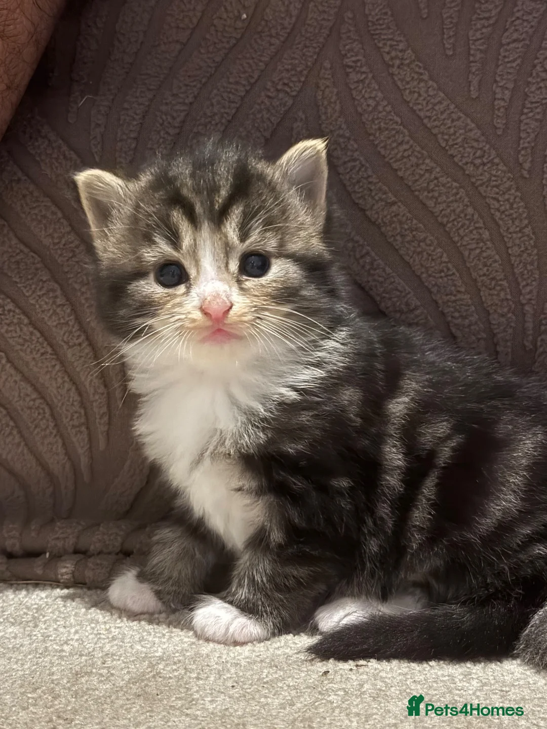 Mixed Breed cats for sale: Maine coon cross ragdoll kittens  - Advert 10