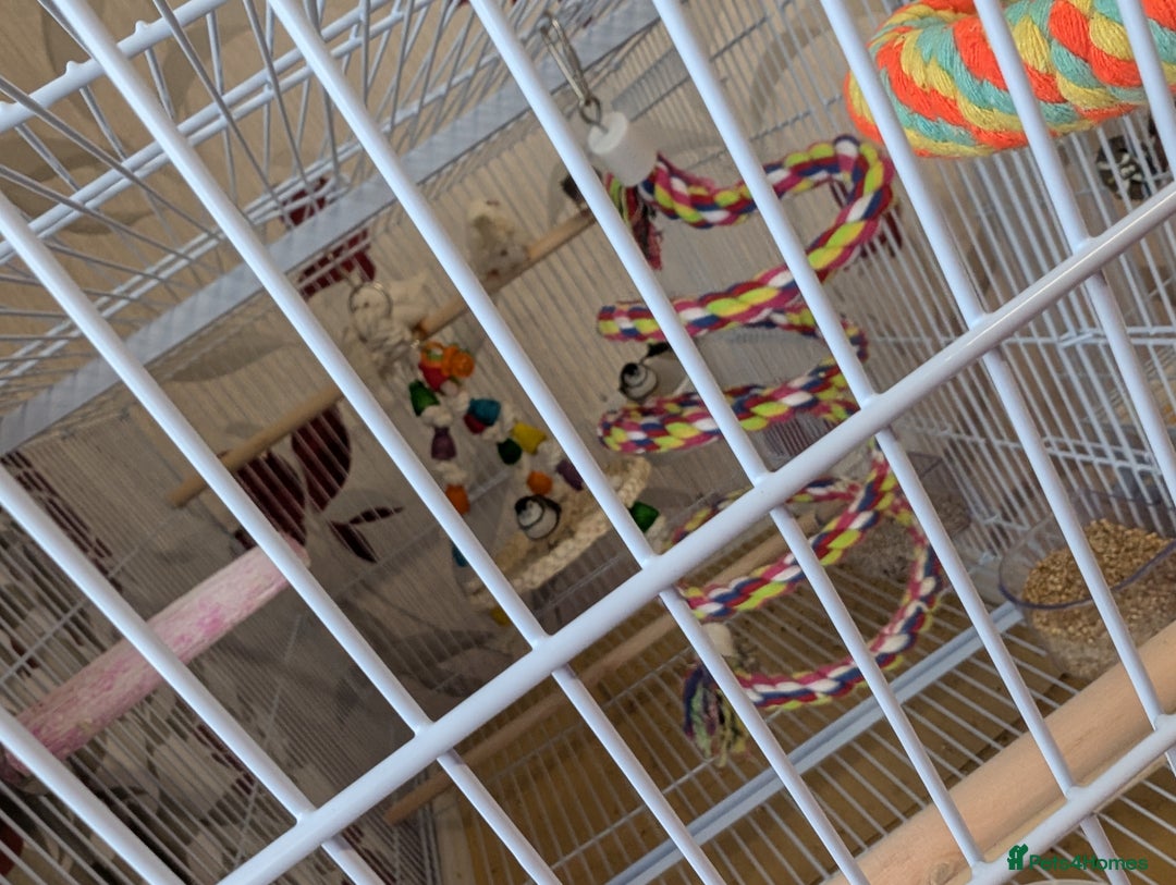 Finches birds for sale: Finches - Advert 2