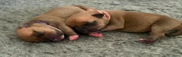 Staffordshire Bull Terrier dogs for sale: KC Red Staffordshire Bull Terriers ❤️❤️🏆🩸 - Advert 14