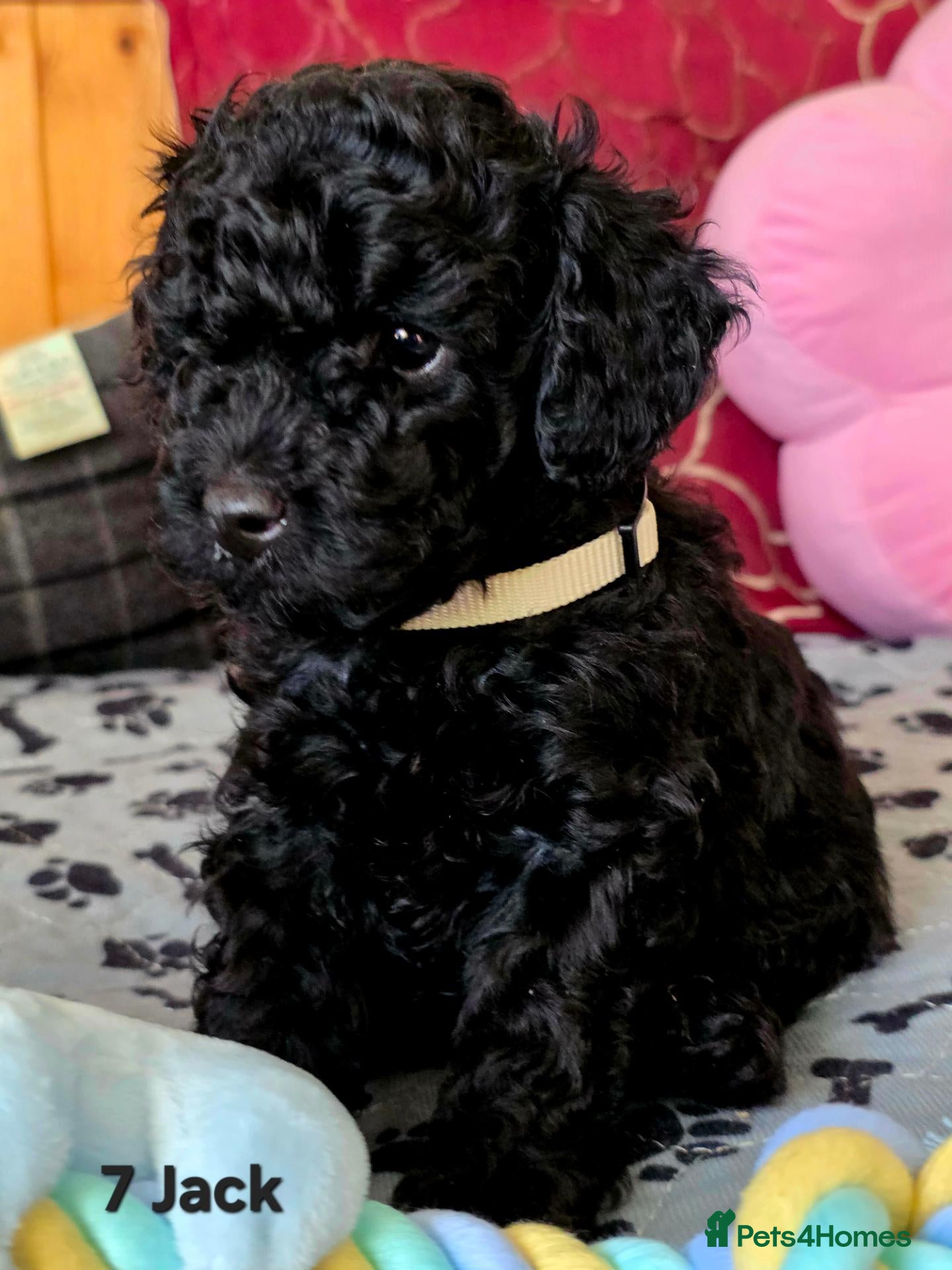 Toy Poodle dogs for sale: Toy Poodle  - Advert 2