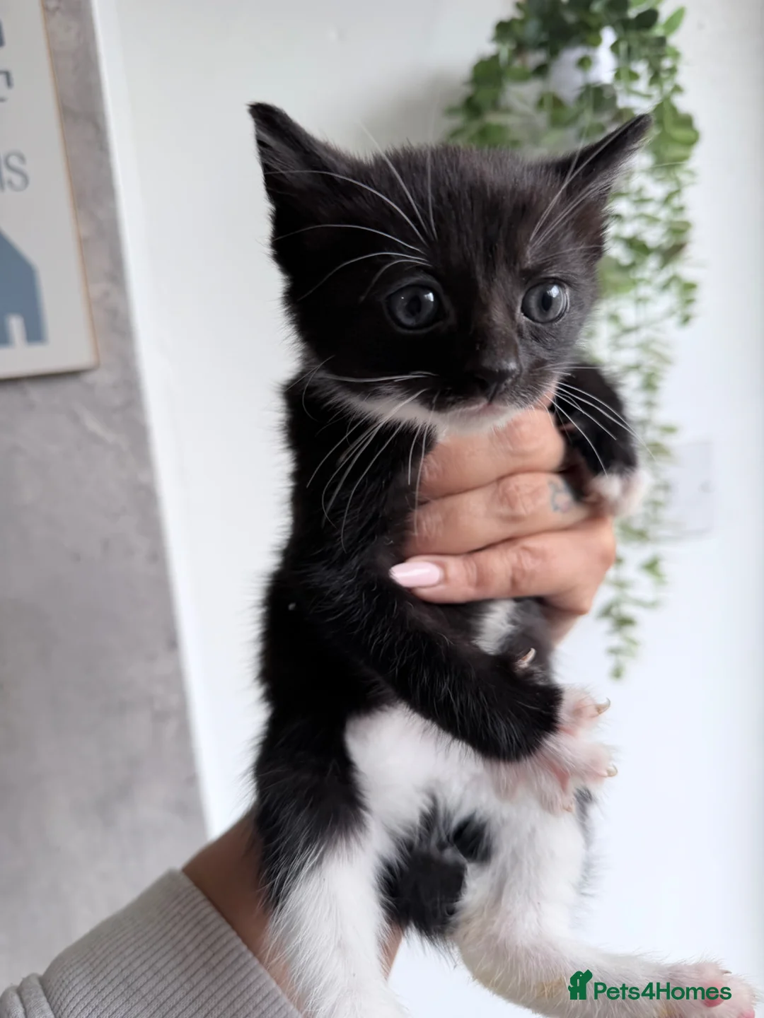 American Shorthair cats for sale: Beautiful kittens  - Advert 2