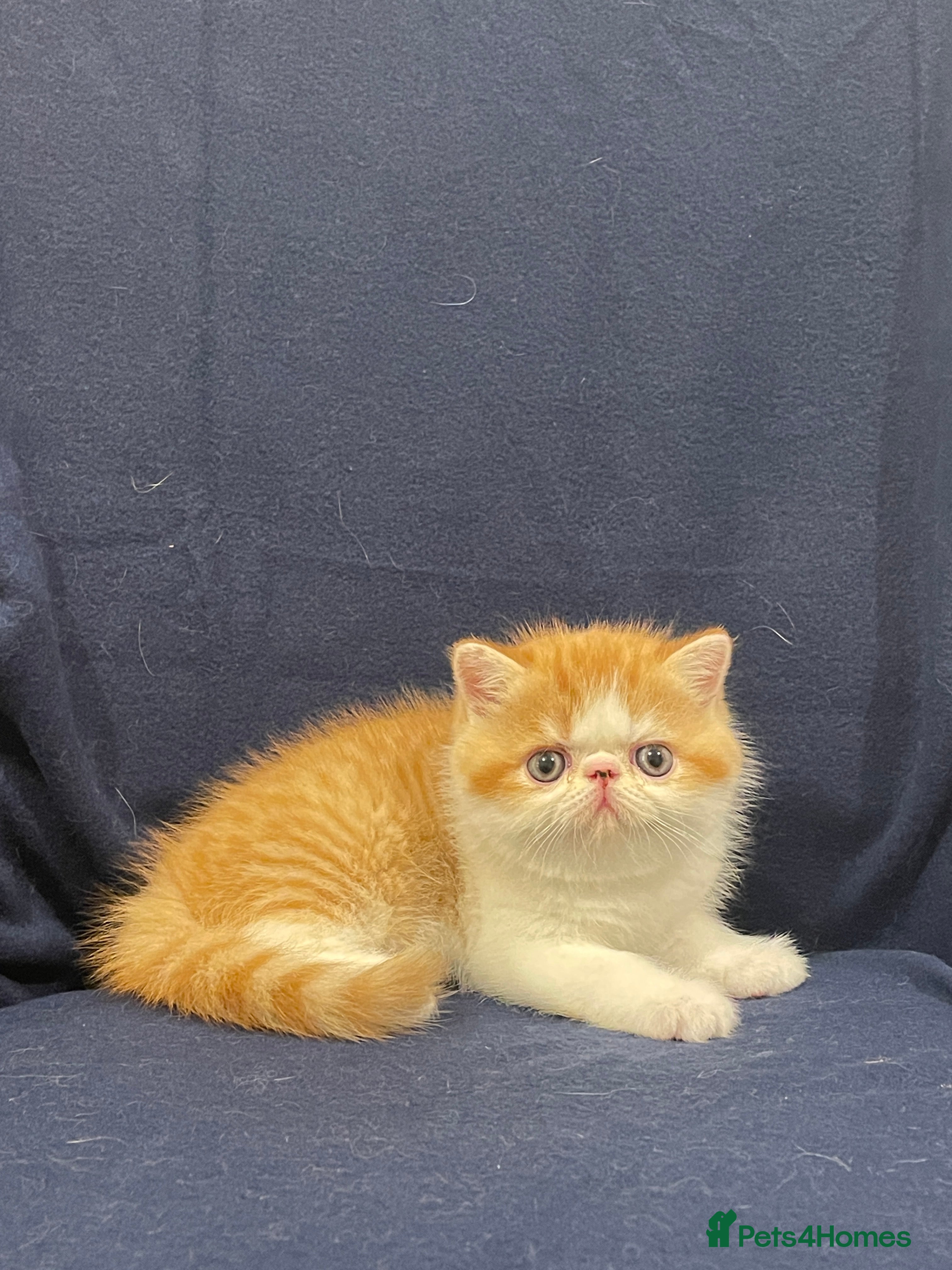 Exotic cats Gorgeous GCCF registered Exotic Shorthair kittens - Advert 16