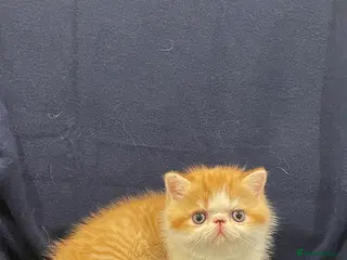 Exotic cats Gorgeous GCCF registered Exotic Shorthair kittens - Advert 16