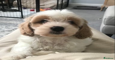 Cavapoo dogs - Advert 9