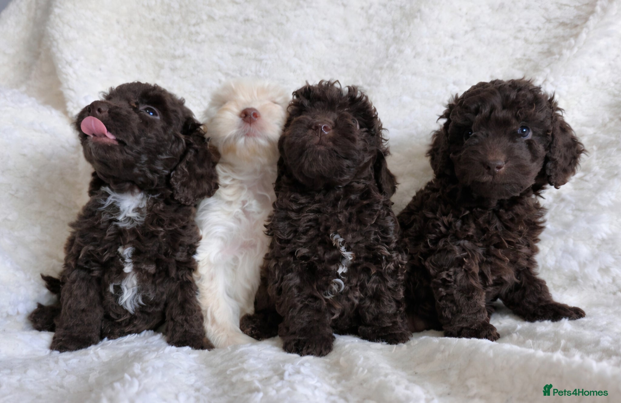 Cavapoo dogs Cavapoo Girls. DNA Health Tested. Beautiful Coats. - Advert 2