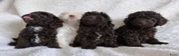 Cavapoo dogs for sale: Cavapoo Girls. DNA Health Tested. Beautiful Coats. - Advert 2