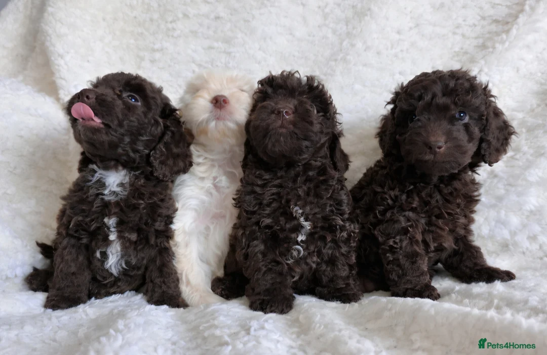 Cavapoo dogs for sale: Cavapoo Girls. DNA Health Tested. Beautiful Coats. - Advert 2