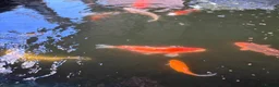 Koi Carp fish for sale: Large Koi Pond Closure in Leeds - Advert 3
