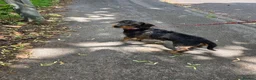 Dachshund dogs for sale: Miyo needs a loving home  in Wolverhampton - Advert 7