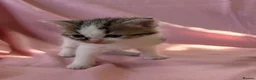 Mixed Breed cats for sale: Beautiful kittens  - Advert 10