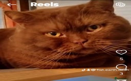 British Shorthair cats for sale: Cinnamon & Chocolate Teddy bear BSH - Image 11