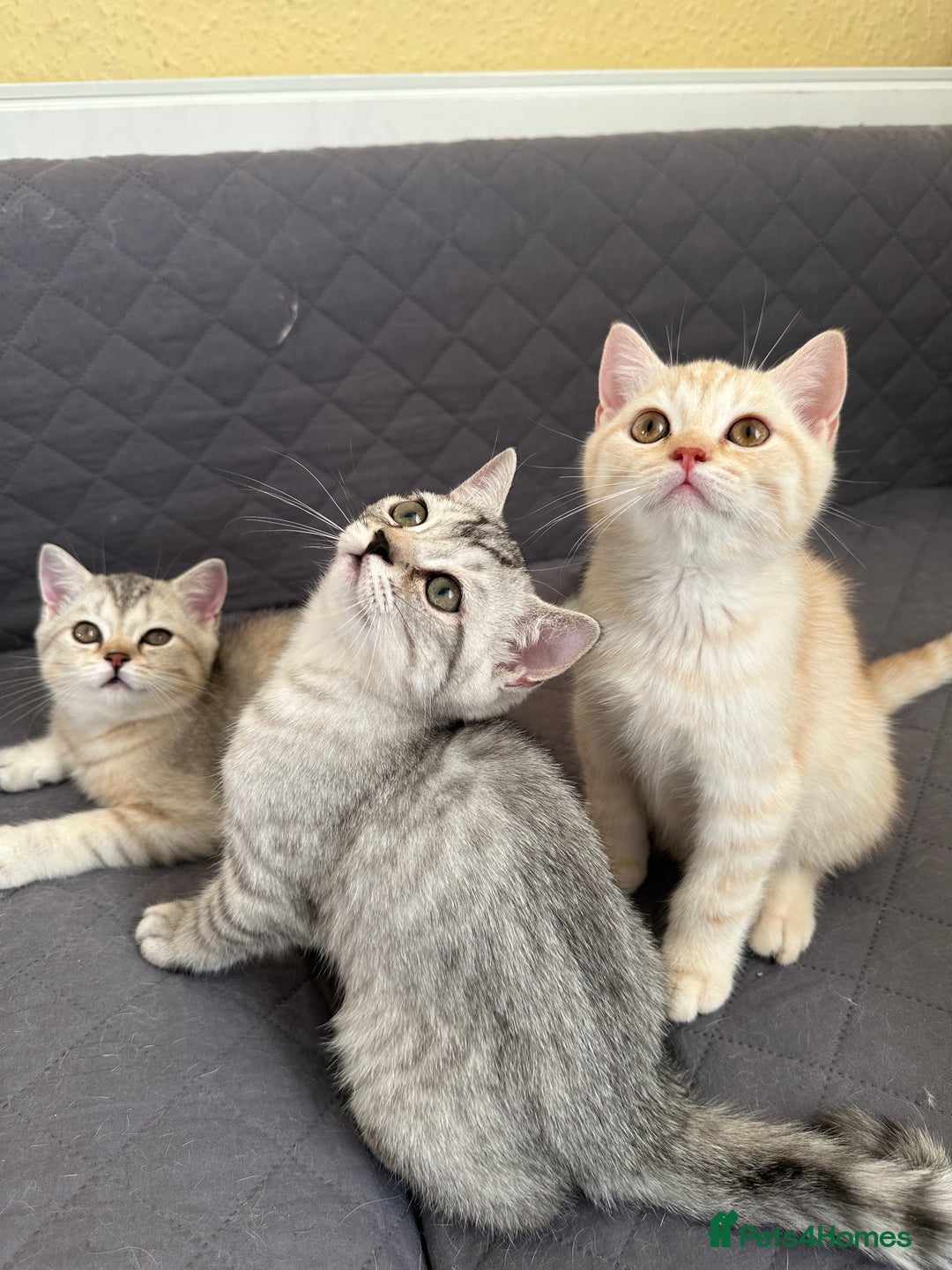 British Shorthair cats for sale: 5 Stunning British Shorthair - Image 16