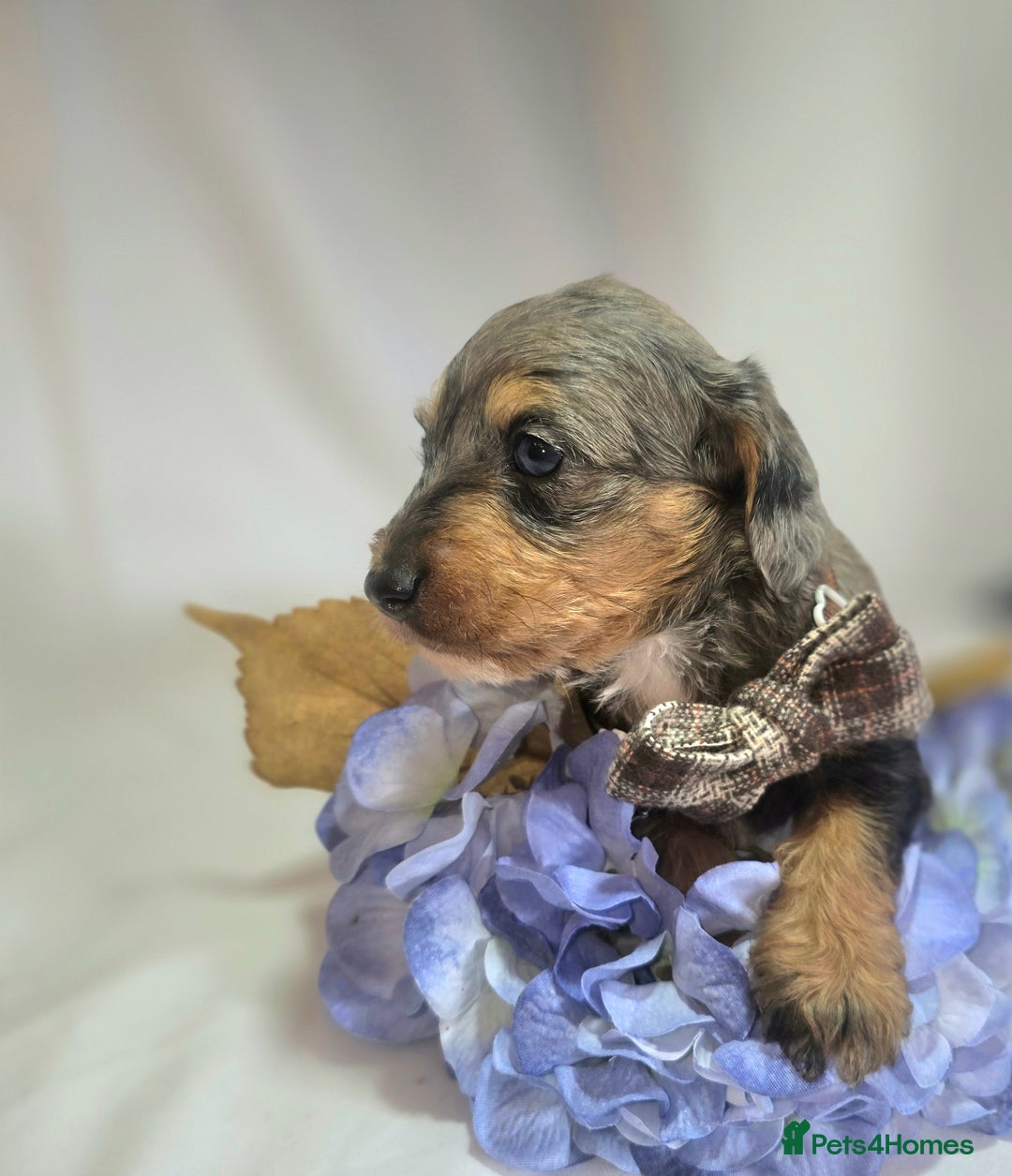 Mixed Breed dogs for sale:  miniature dachshund cross toy poodle doxiepoo   - Image 5