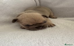 French Bulldog dogs for sale: Fluffy French bulldog pups  - Image 3