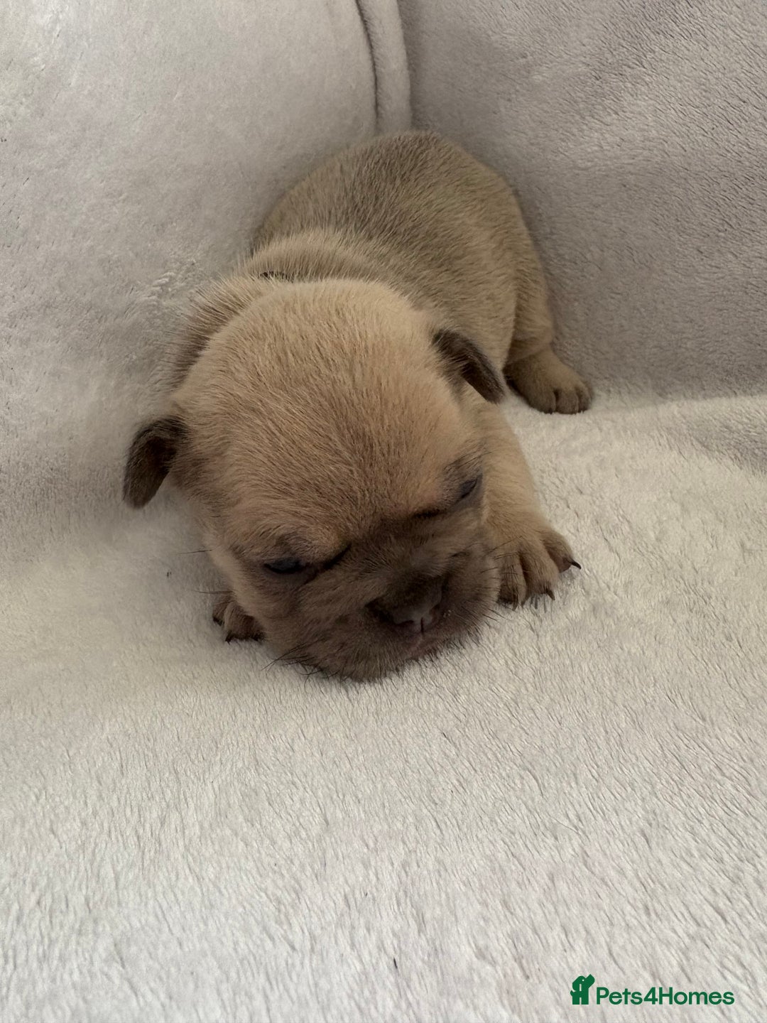 French Bulldog dogs for sale: Fluffy French bulldog pups  - Image 3