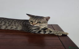 Mixed Breed cats for adoption: Nana - Playful & Sweet Girl - Image 2