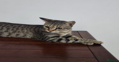 Mixed Breed cats - Advert 2