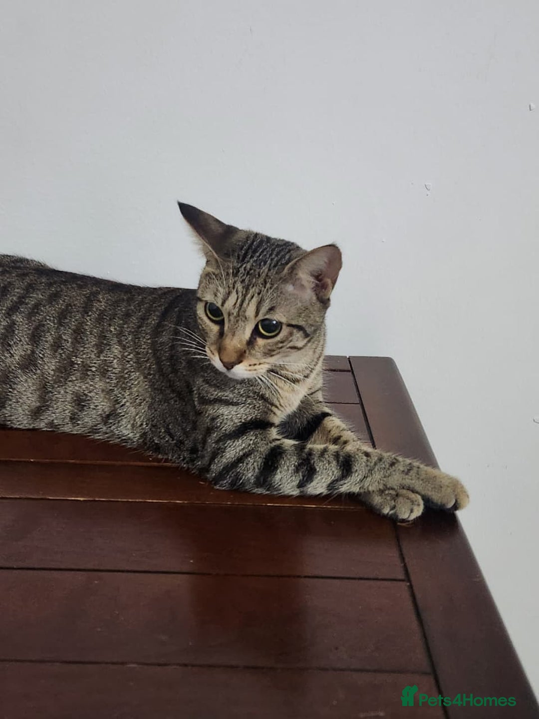 Mixed Breed cats for adoption: Nana - Playful & Sweet Girl - Image 2