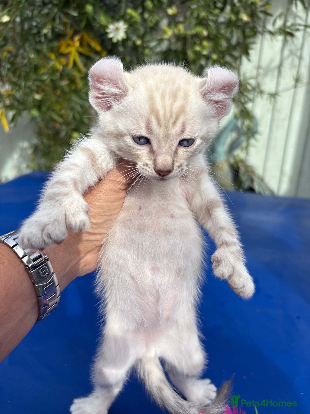 Keetso cats for sale: Gob smacking curled eared polydactyl male  - Image 15