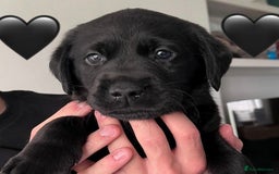 Labrador Retriever dogs for sale: Labrador Puppies  - Image 11